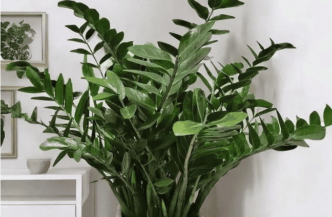 室内常绿植物