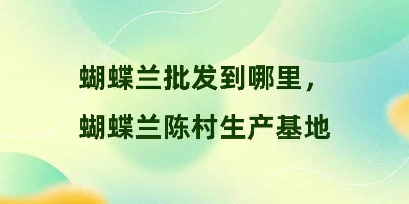 蝴蝶兰批发到哪里，蝴蝶兰陈村生产基地