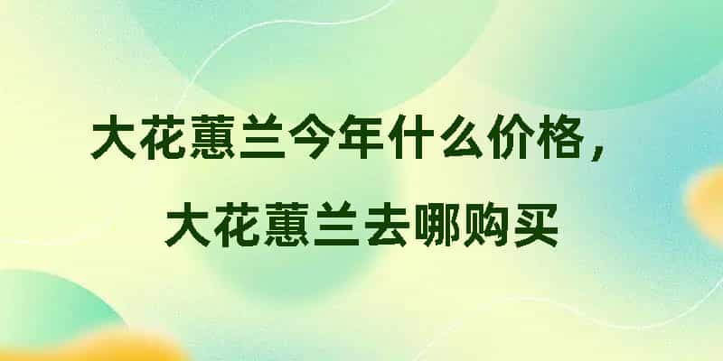 大花蕙兰今年什么价格，大花蕙兰去哪购买